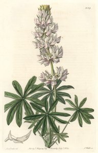 Weißblühender Lupin (Lupinus microcarpus), heimisch in Kalifornien