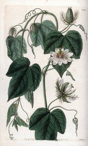 Weiße Passionsblume von Sydenham Teast Edwards