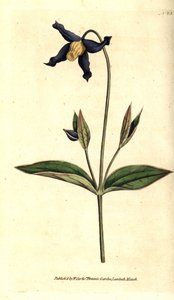 Ganzblättrige Clematis, Clematis integrifolia von Sydenham Teast Edwards