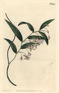 Wombatbeere oder Breitblättriger Eustrephus, Eustrephus latifolius. Handkolorierter Kupferstich von F. Sansom Jr. nach einer Illustration von Sydenham Edwards aus William Curtis