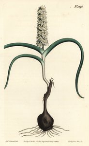 Wurmbea monopetala