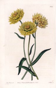 Xerochrysum Variete, endemisch in Australien - Graviert von S. Watts, nach einer Illustration von Sarah Anne Drake (1803-1857), aus dem Botanical Register von Sydenham Edwards (1768-1819), England