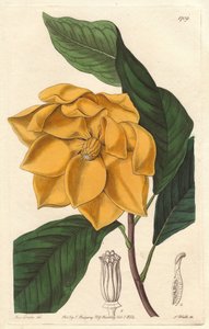 Gelbblühende Magnolie, heimisch in Java (Indonesien) - Starkes Wasser von S. Watts nach einer Illustration von Sarah Anne Drake (1803-1857), aus dem Botanical Register