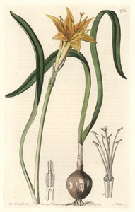 Gelbes Pyrolirion (Amaryllis arvensis), aus Peru, aus dem Botanischen Register