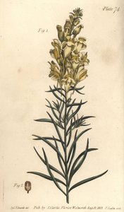Gelbes Leinkraut oder Löwenmaul, Antirrhinum majus