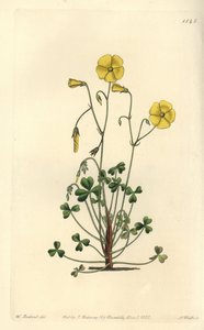 Gelber Sauerklee, Oxalis micrantha von Sydenham Teast Edwards