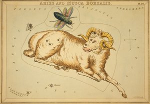 Widder und Musca Borealis, Illustration aus 