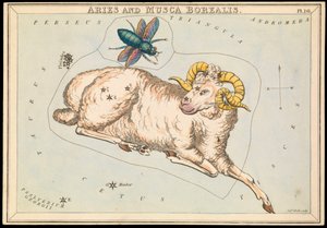 Widder und nördliche Fliege, ca. 1825 von Sydney Hall