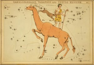 Camelopardalis, Tarandus und Custos Messium, Illustration aus 