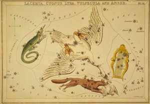 Lacerta, Cygnus, Lyra, Vulpecula und Anser, Illustration aus 