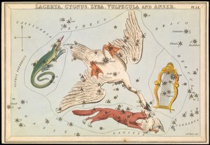 Lacerta, Cygnus, Lyra, Vulpecula und Anser, ca. 1825