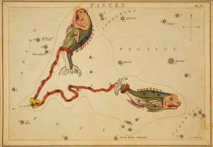 Fische, Illustration aus 