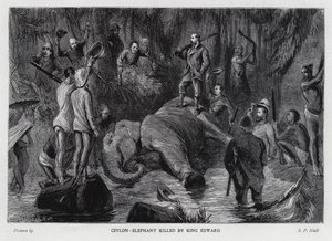 Elefant von König Edward VII. getötet von Sydney Prior (after) Hall