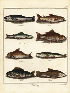 Fischen: Lachs, Forelle, Äsche, Karpfen, Brachse, Hecht, Barsch, Schleie. 1792 von T. Prattent