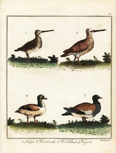 Wildvögel: Schnepfe, Waldschnepfe, Wildente und Pfeifente. 1792 (Gravur) von T. Prattent