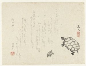 Zwei Schildkröten