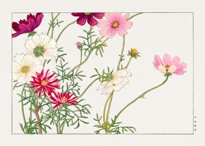 Kosmosblume aus "Seiyou Sokazufu"