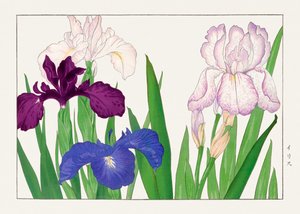 Irisblume aus "Seiyou Sokazufu"