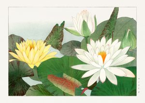 Nymphaea lotus aus "Seiyou Sokazufu"