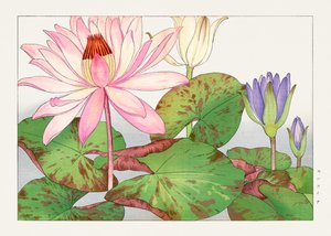 Nymphaea lotus aus "Seiyou Sokazufu"