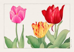 Tulpe aus "Seiyou Sokazufu"