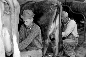Landwirtschaftspraktikant lernt Kühe zu melken am North Carolina Industrial Training Center