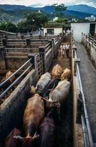 Vieh kommt im Palmira, Kolumbien, Korral an von Ted Spiegel