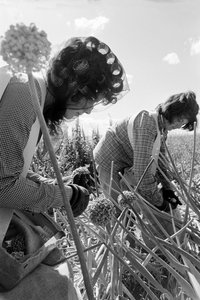 Familienbauer Ed Ker auf der A.M. Ker Ranch ist ein landwirtschaftlicher Siedler, der Luzerne anbaut von Ted Spiegel