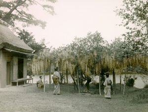 Blühende Glyzinien in Nagaoka-Kyo in Kyoto, um 1900 - 1915