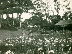 Irisgarten von Horikiri Shobuen in Tokio, um 1900 - 1915 von Teijiro Takagi