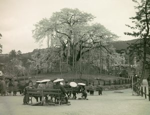 Sitzender Japaner betrachtet Kirschblüten, Kyoto um 1900 - 1915 von Teijiro Takagi