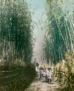 Junge Frau in einem Bambusspross, um 1900 - 1915 von Teijiro Takagi