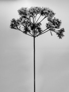 Mitten in den Blumen 1, 2021 von Teis Albers