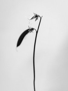 Mitten in den Blumen 27, 2021 von Teis Albers