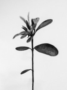 Mitten in den Blumen 30