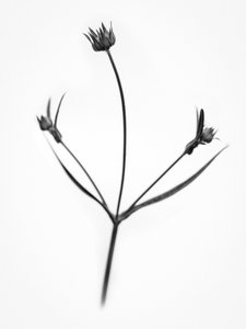 Mitten in den Blumen 34, 2021