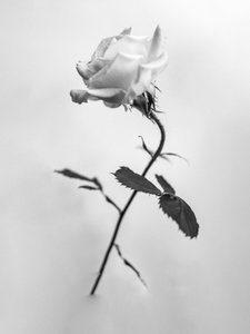 Mitten in den Blumen 41