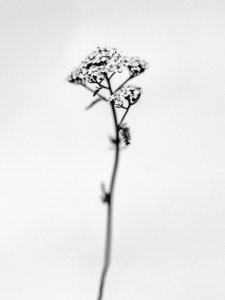 Mitten in den Blumen 47, 2021 von Teis Albers