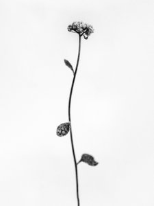 Mitten in den Blumen 50, 2021 von Teis Albers