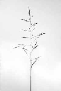Mitten in den Blumen 51, 2021