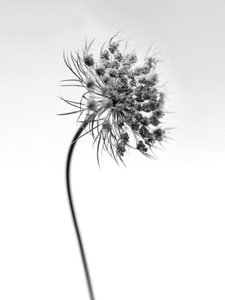 Mitten in den Blumen 52, 2021 von Teis Albers