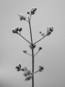 Mitten in den Blumen 5, 2021 von Teis Albers