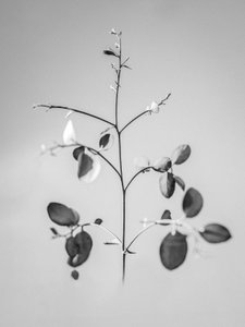 Mitten in den Blumen 60, 2021 von Teis Albers