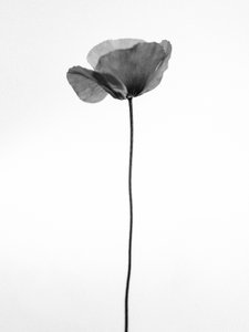 Mitten in den Blumen 68, 2021