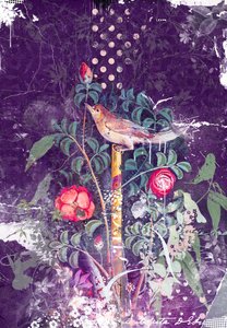 Pompeji-Vogel