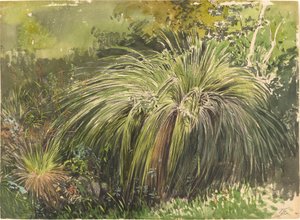 Eine Ecke einer Wiese mit Brunnengras, ca. 1870