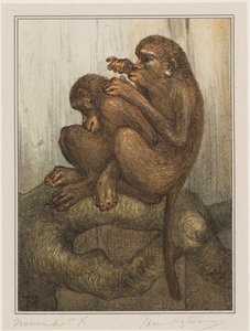 Lausende Affen