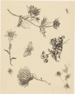 Blumen und Blätter von Theo van Hoytema