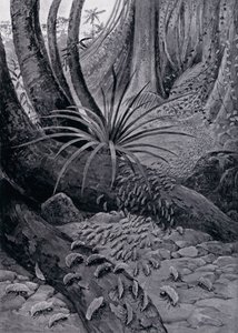 Die Coushie oder Blattschneiderameise (Lithografie)