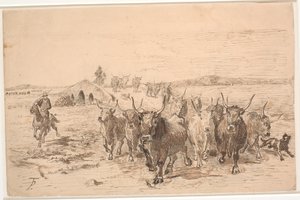 Eine Herde Ochsen in der römischen Campagna